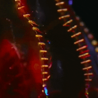 a close up gif of a bloodybelly combjelly. its cilia (combs) that run down its sides are lighting up in flashing, rainbow colors