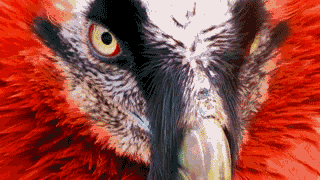 a bearded vulture tilting its head to the side