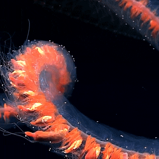 a closeup gif of a deep-sea siphonophore