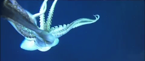 a gif of a humboldt squid swimming away from the camera